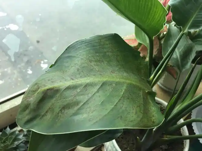 天堂鸟的叶子长了很多锈斑
