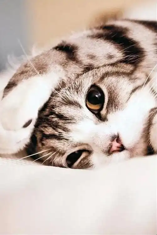 可爱卖萌猫咪,高清图片,手机锁屏桌面-壁纸族