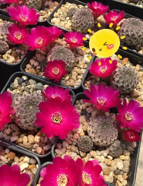 奇特植物志仙人球紫丽丸球体像荔枝还会开出亮的花朵