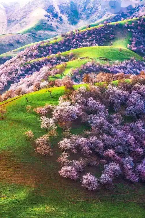 去看全世界最美的杏花!中世纪遗留下来至今_天山_带你去_沙漠