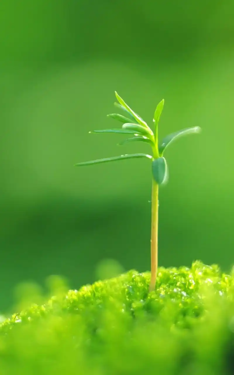 绿色护眼手机壁纸下载