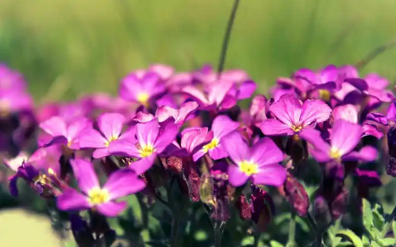 精选唯美意境治愈系绿色护眼小清新花朵桌面壁纸(三)