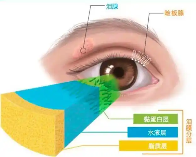 先来看大妈夹笔的位置,是眼睛的眼睑部位,里面包含了睑板腺.