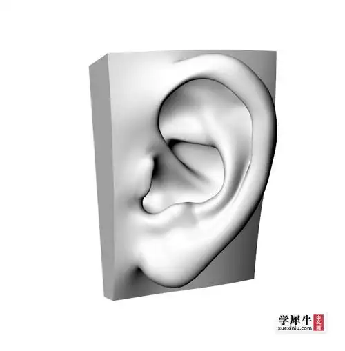 人耳耳朵曲面模型