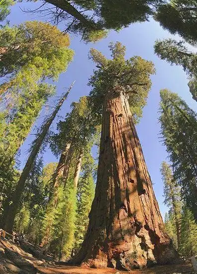 有一个红杉国家公园,这里的红杉树是世界上最大的树种,其中一个名字叫