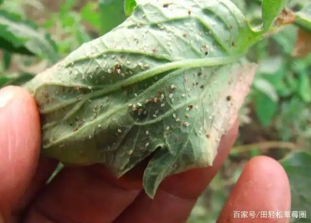 莓农担心的草莓红蜘蛛来了草莓圈建议早发现早预防!
