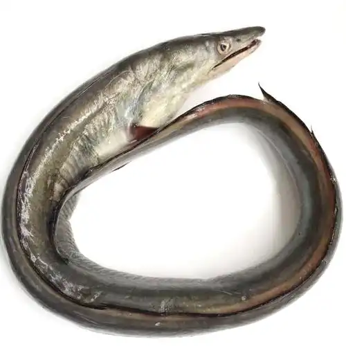 舟山宁波野生鳗鱼东海海鲜海鱼海鳗生鲜鲜活新鲜海鳗鱼4斤装6条