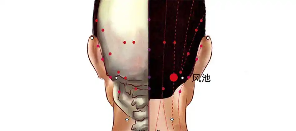风池穴的准确位置图