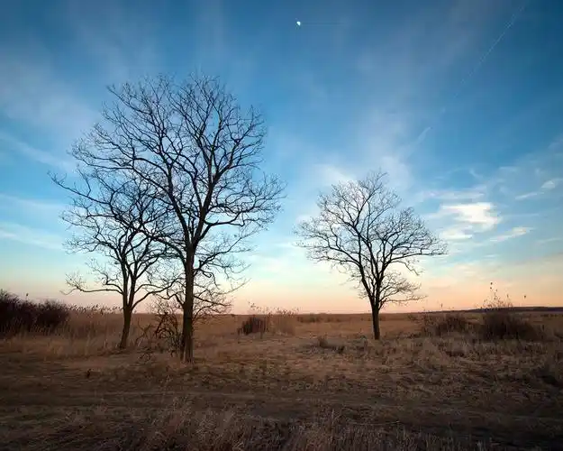 乾燥的秋冬,光秃秃的树木,枯草 壁纸