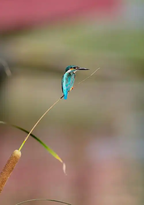 红领巾公园——普通翠鸟