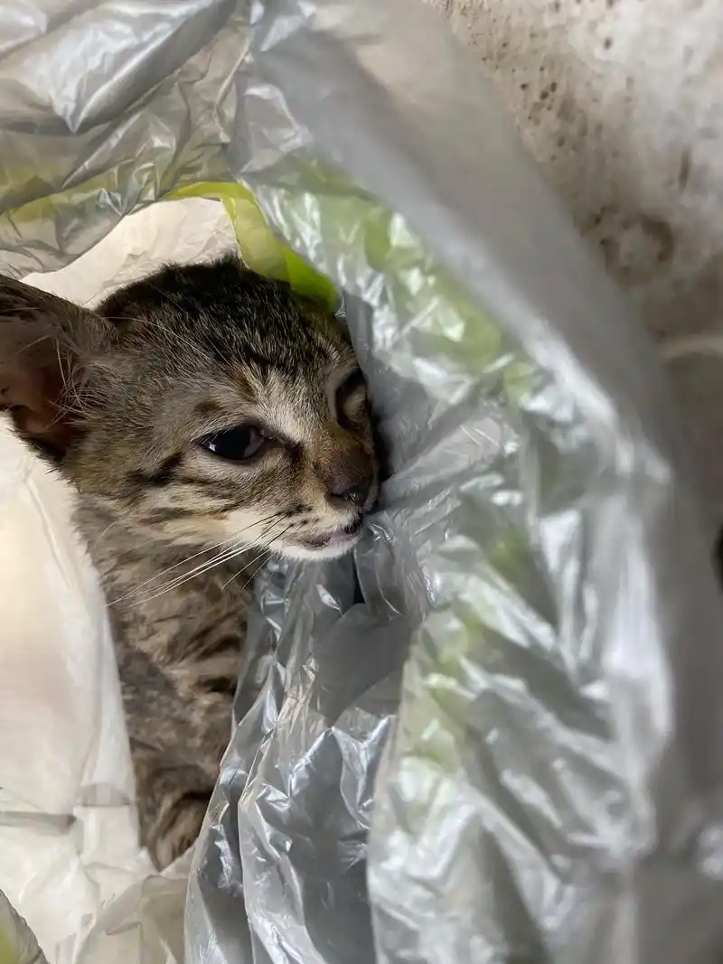 捡回来的流浪猫.捡回来的时候很可怜.带它去打 - 抖音