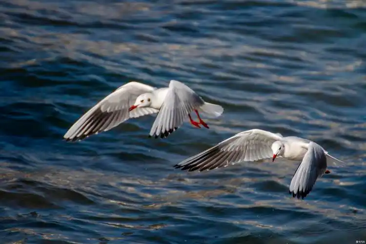 青岛湾最美海鸥季海鸥大片儿来袭嘎嘎