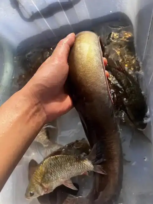 土鲫鱼和河鳗