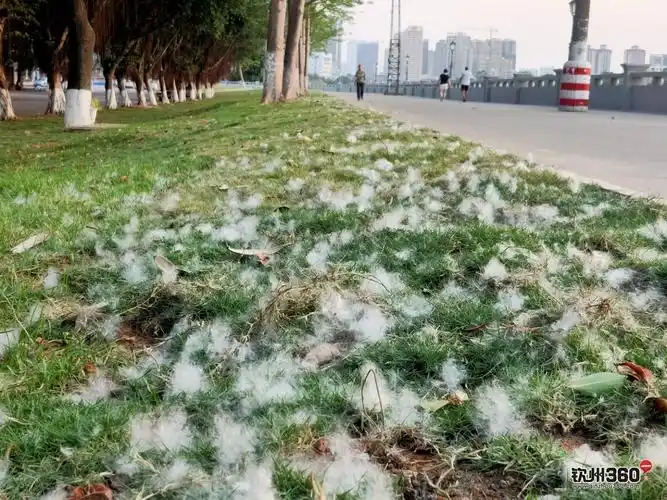 这就是这几天我在河堤路所见的木棉花果实散开落地的场景