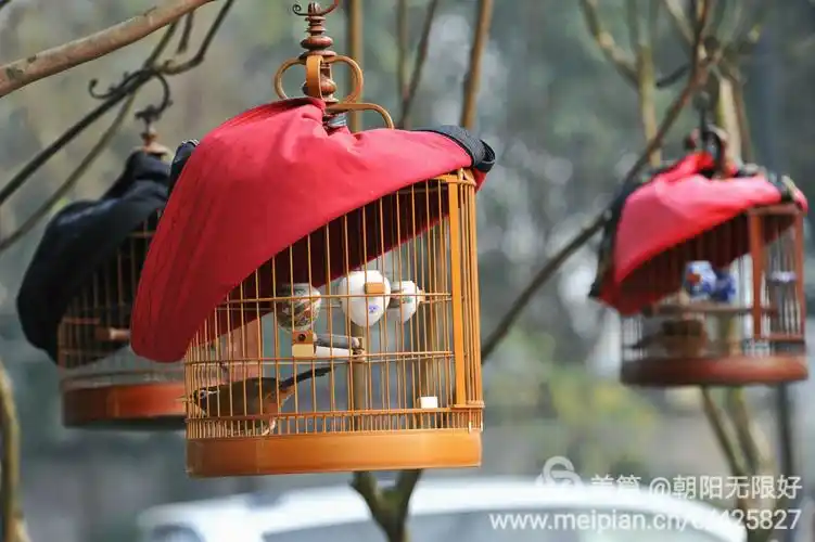 养鸟人与笼中鸟