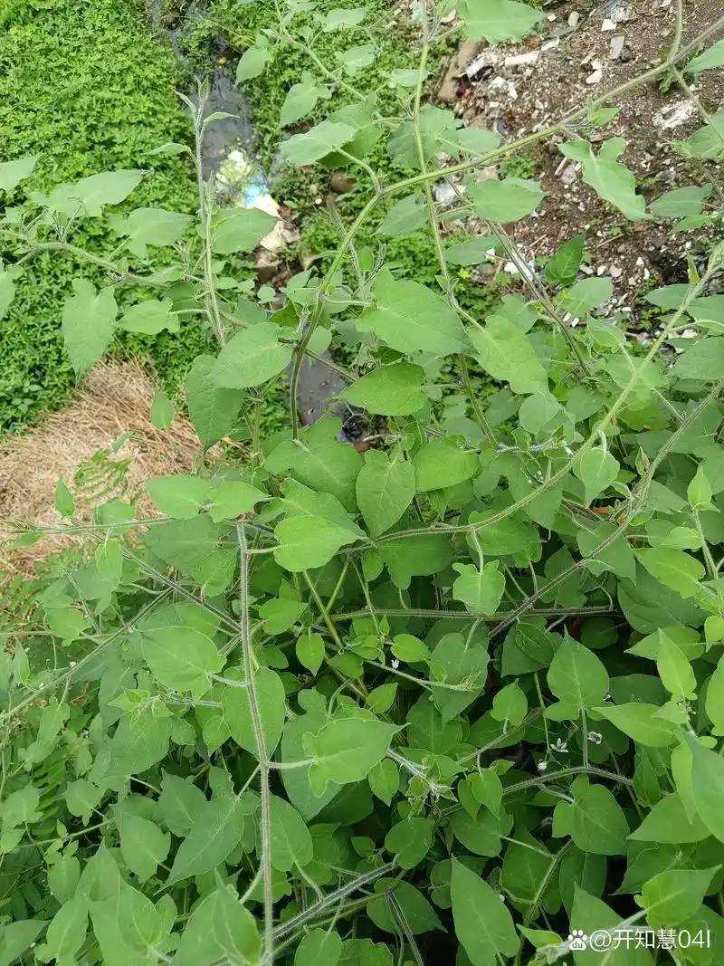 浑身长毛的植物一一白英 图中的藤本植物是白英.
