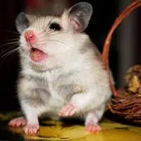 超萌可爱小老鼠可爱萌萌的小老鼠头像图片