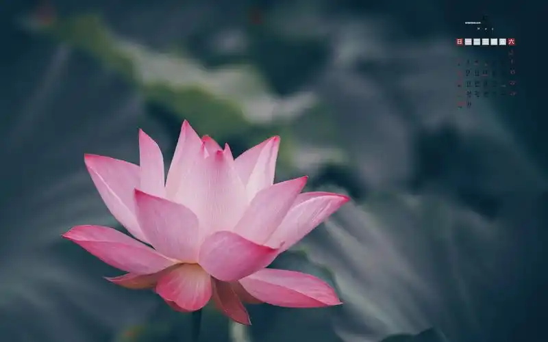 电脑壁纸 节日 月历壁纸 2021年5月鲜艳的荷花日历