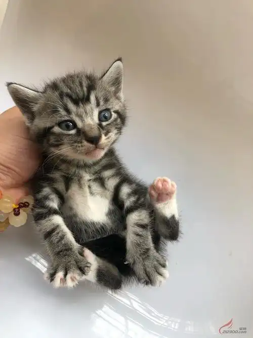 蓝猫美短串串小猫
