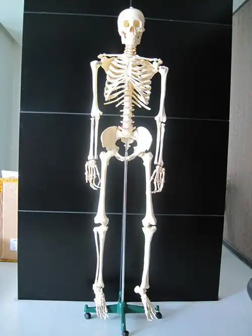 全身人体骨骼模型170cmsbkr6250170人体骨骼模型骨骼模型厂家
