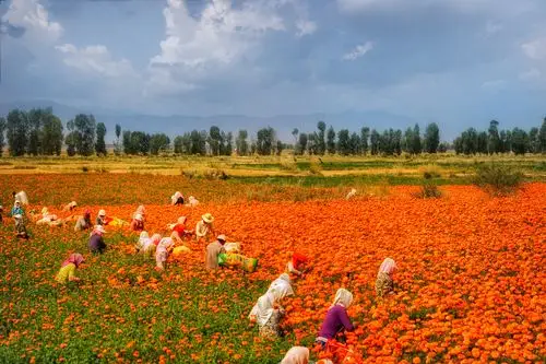 甘肃旅游,遇见农民在采摘大丽菊,后面是金黄的麦田,一派丰收的景象