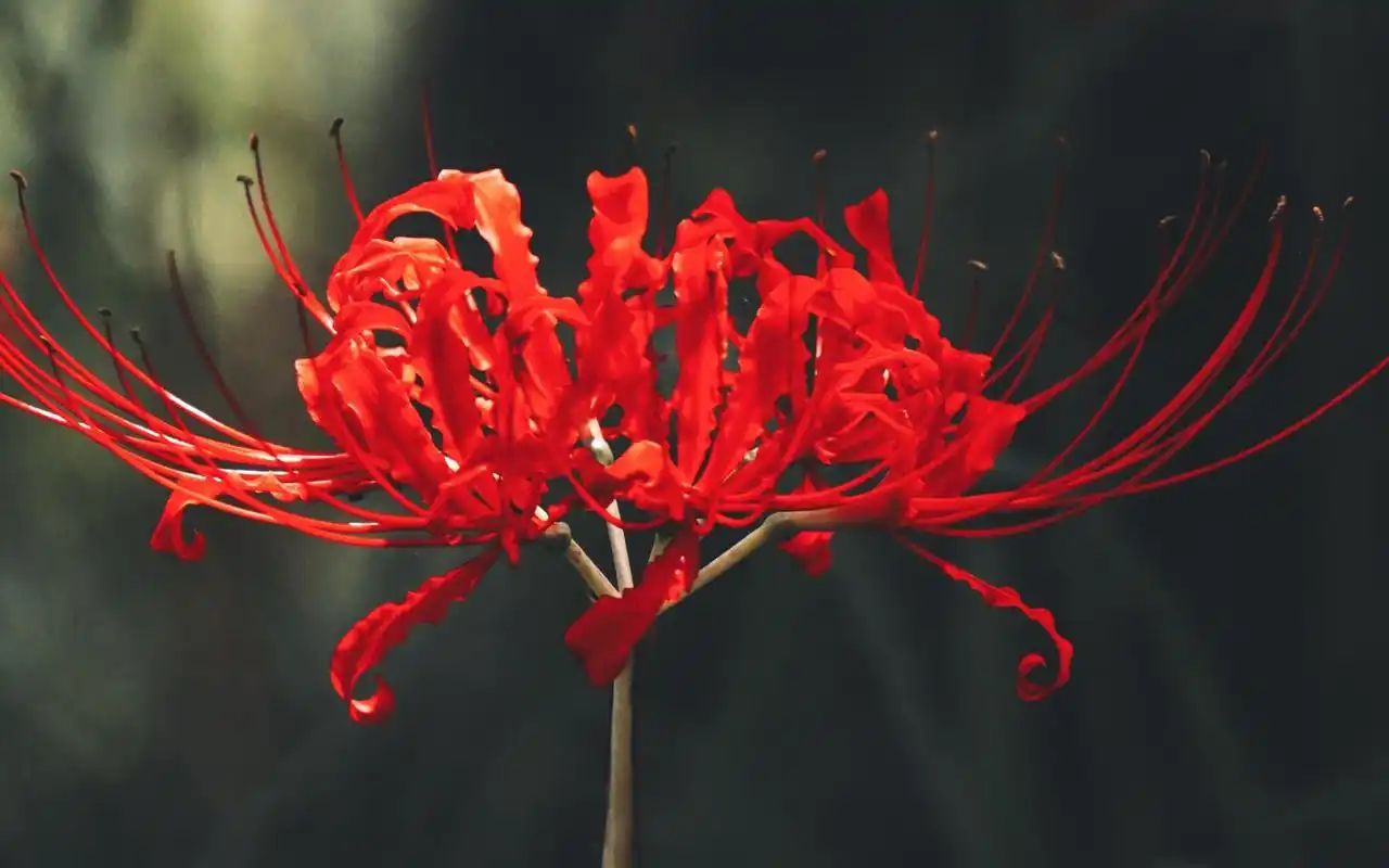 唯美彼岸花高清桌面壁纸