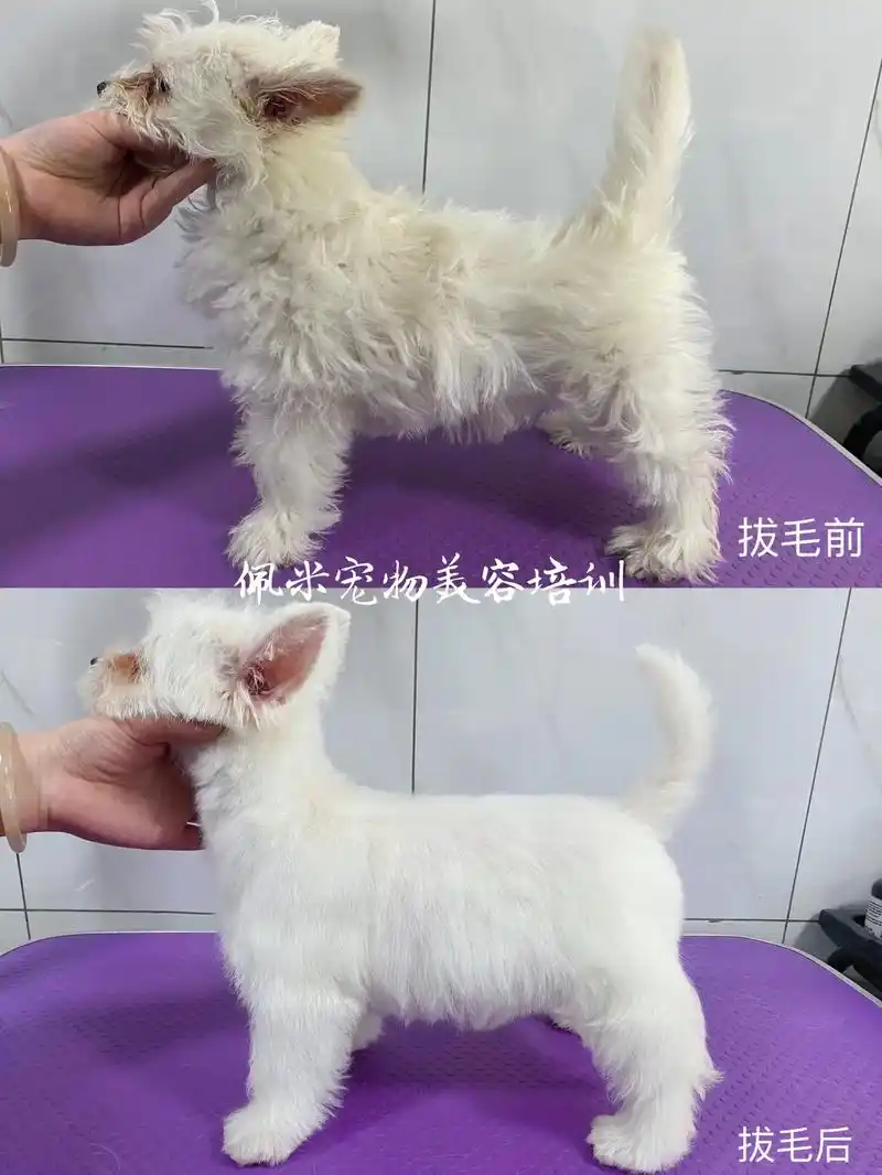 西高地赛级拔毛美容.托短视频的福,西高地白梗犬一夜之间火了起 - 抖