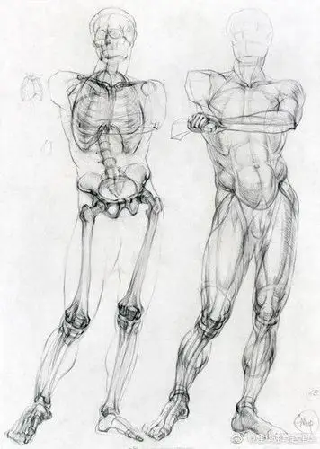 国外艺用人体结构手绘资料图 #建华速写工作室