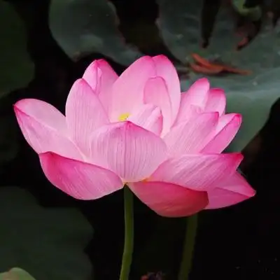 妈妈们用的荷花头像图片