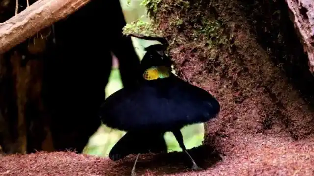 鸟中芭蕾王后,六线风鸟展现极致美感,长相奇特还自带天线