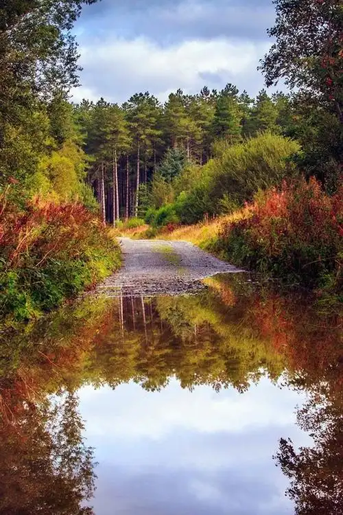 壁纸 自然风光,秋天,路,林,树,水,水坑 1920x1200 hd 高清壁纸, 图片
