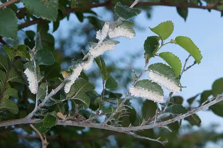 120715 马祖 南竿 榆凤蛾 epicopeia mencia moore, 1874 042_800px