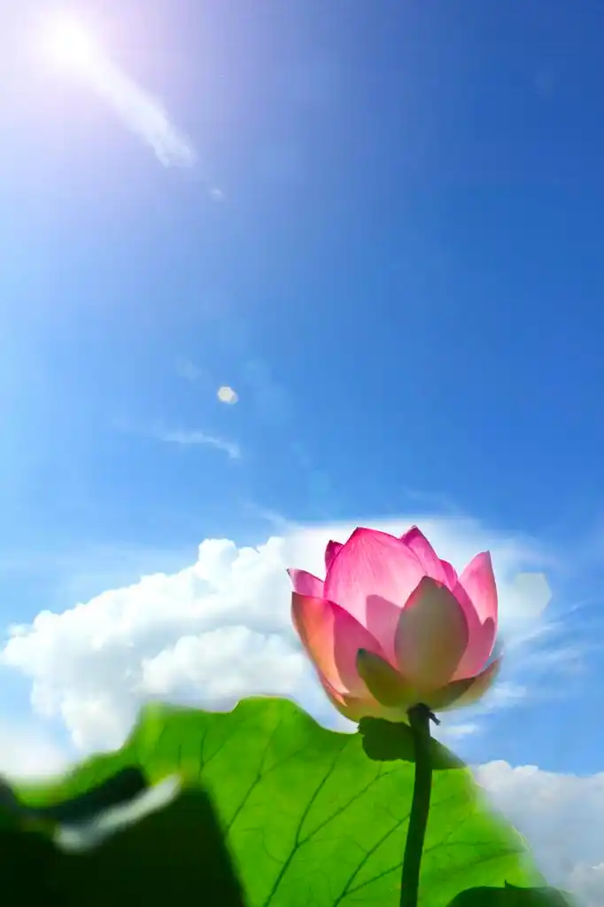 莲花在阳光下,夏日荷花池塘,绿色背光叶.