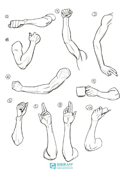 43个手臂动态与肌肉参考练习 - 轻微课