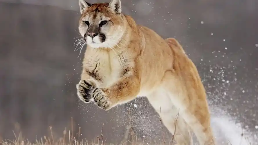 奔跑的动物图片壁纸-动物壁纸-高清动物图片-第7图-娟娟壁纸