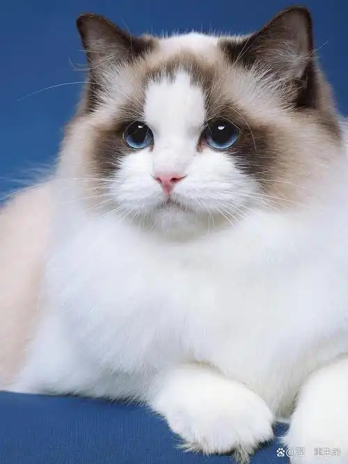 世界最受欢迎的5种猫,有你们养过爱过的吗