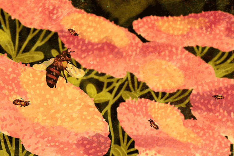 如果蓝铃花为爱慕她的蜜蜂狄金森