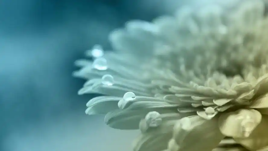 小清新唯美花朵特写图片桌面壁纸