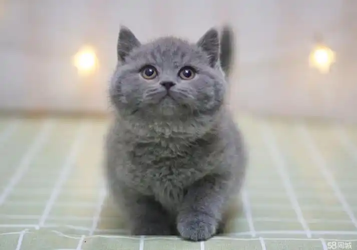 繁育纯种英短蓝猫 包子脸可爱黏人 疫苗齐全包健康
