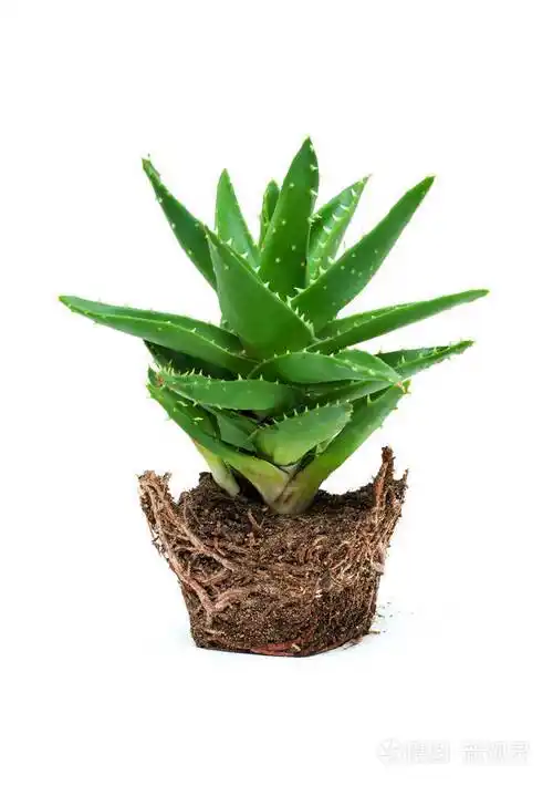 芦荟被隔绝在白色背景上照片-正版商用图片0e0i5a-摄图新视界