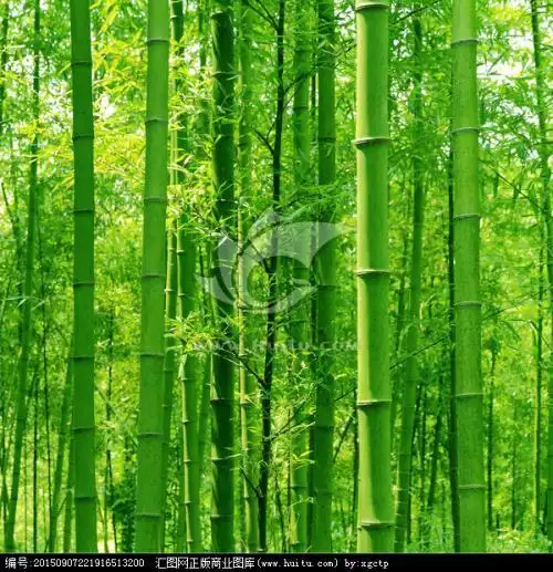 微信头像竹林听雨_头像图片_扣扣乐园