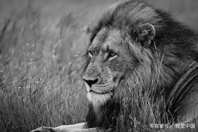 打败黑手党雄狮联盟的存在,保卫者雄狮联盟各成员简介