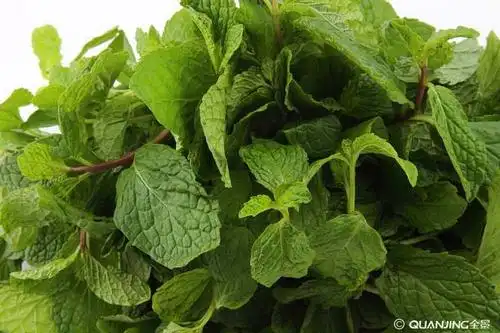 薄荷叶