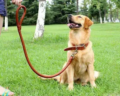 怎么选择合适的遛狗项圈?