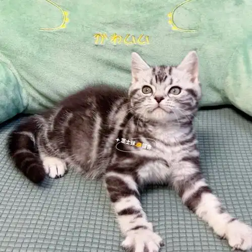 美短标斑美短虎斑帅弟弟找家找领养