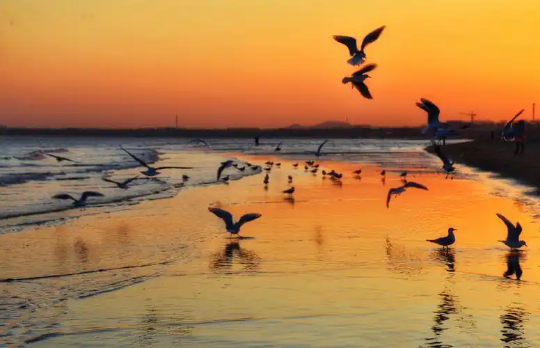 大海 晚霞 海鸥,自然 和谐 生动