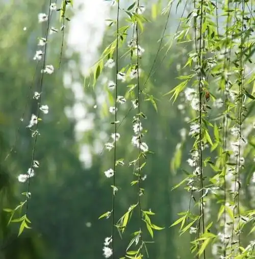 柳絮纷飞情意绵绵,恋你梦中爱在朝暮_网易订阅