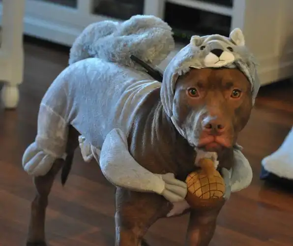 32 purr-fectly cute halloween costumes for pets to look spooky