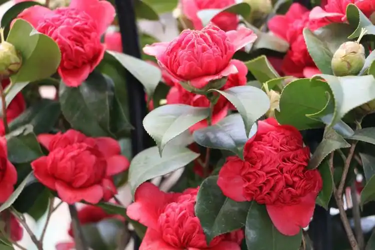 风景花草照18.11.12整理 一>