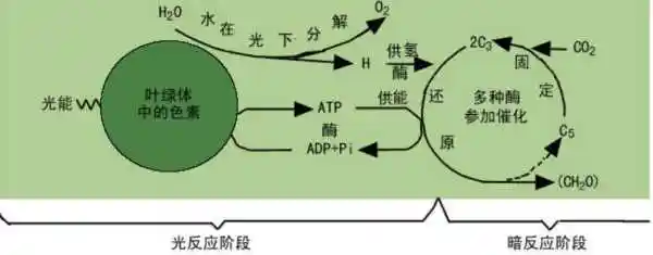 (ch60o)  c63   h60o卡尔文循环是光合作用中碳反应的一部分